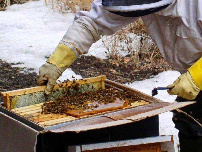 Подкормка пчел перед зимовкой