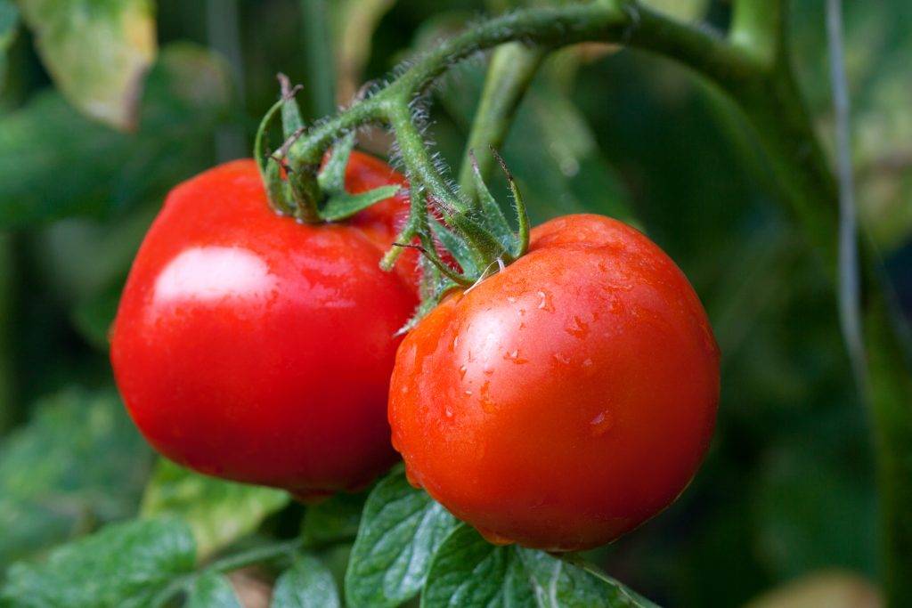 Лучшие салатные сорта томатов для россии и ее регионов