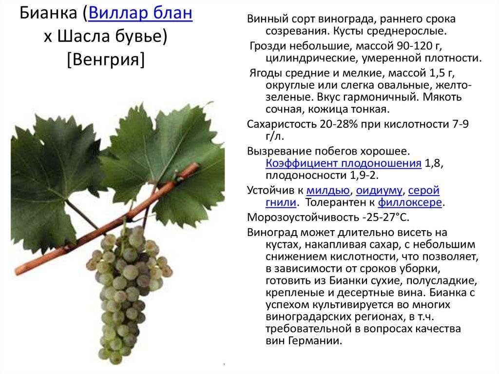 Виноград бианка: фото, описание сорта, характеристика