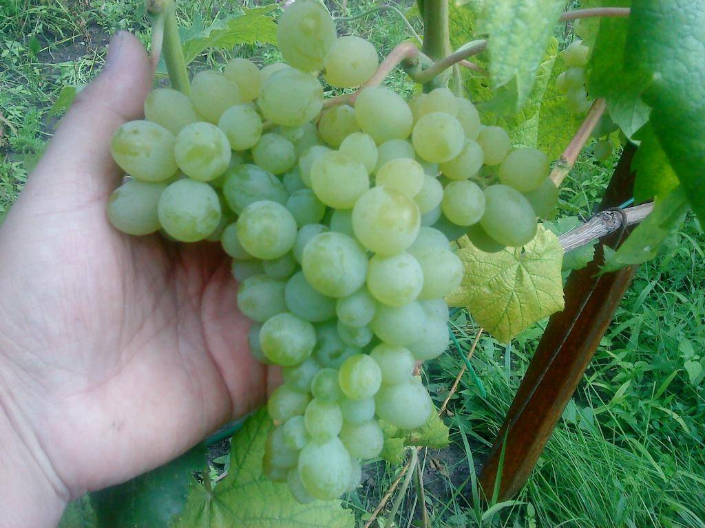 Описание и характеристики сорта винограда «русбол»
