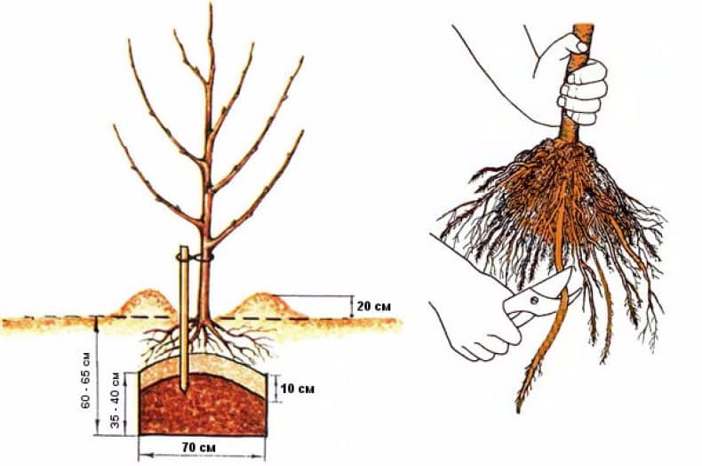 Как посадить саженец абрикоса весной: правила и пошаговое руководство