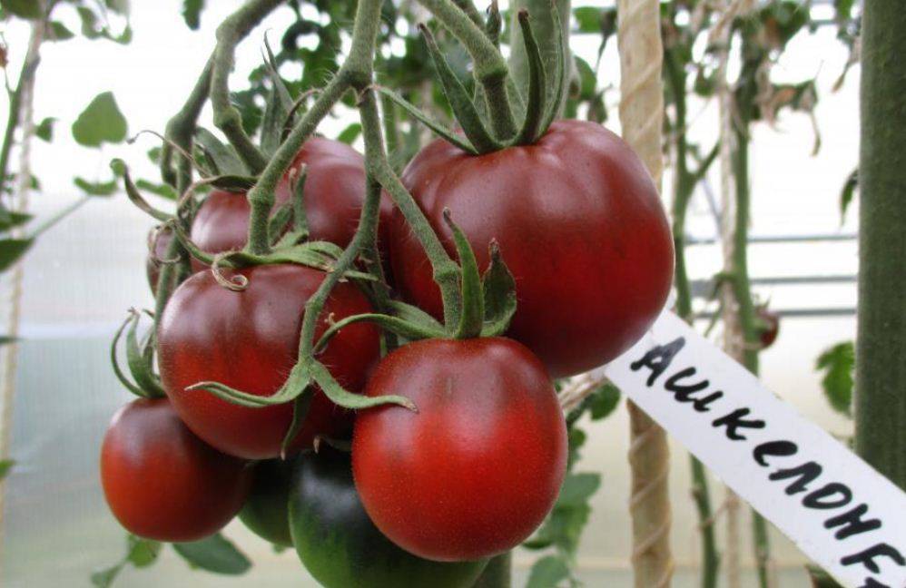 Выращивание ампельных помидоров дома и на участке