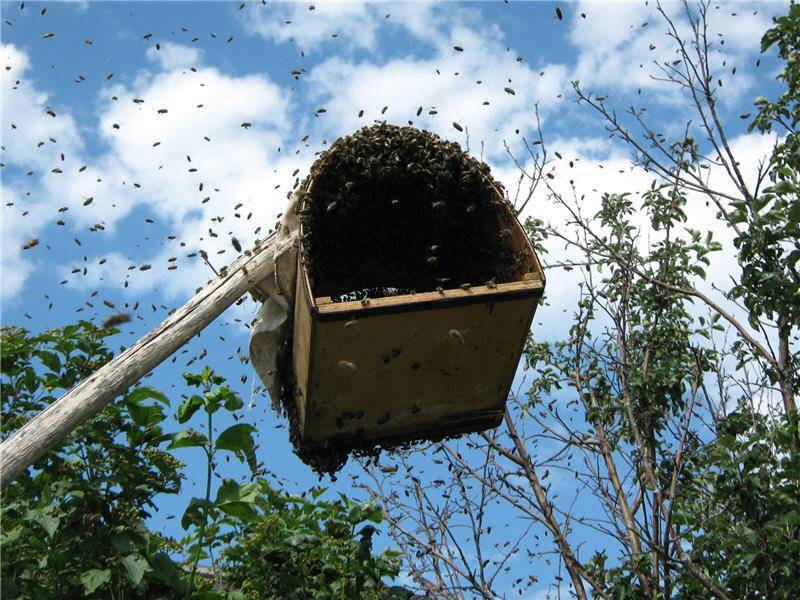 Как поймать рой пчел в ловушку и остаться целым