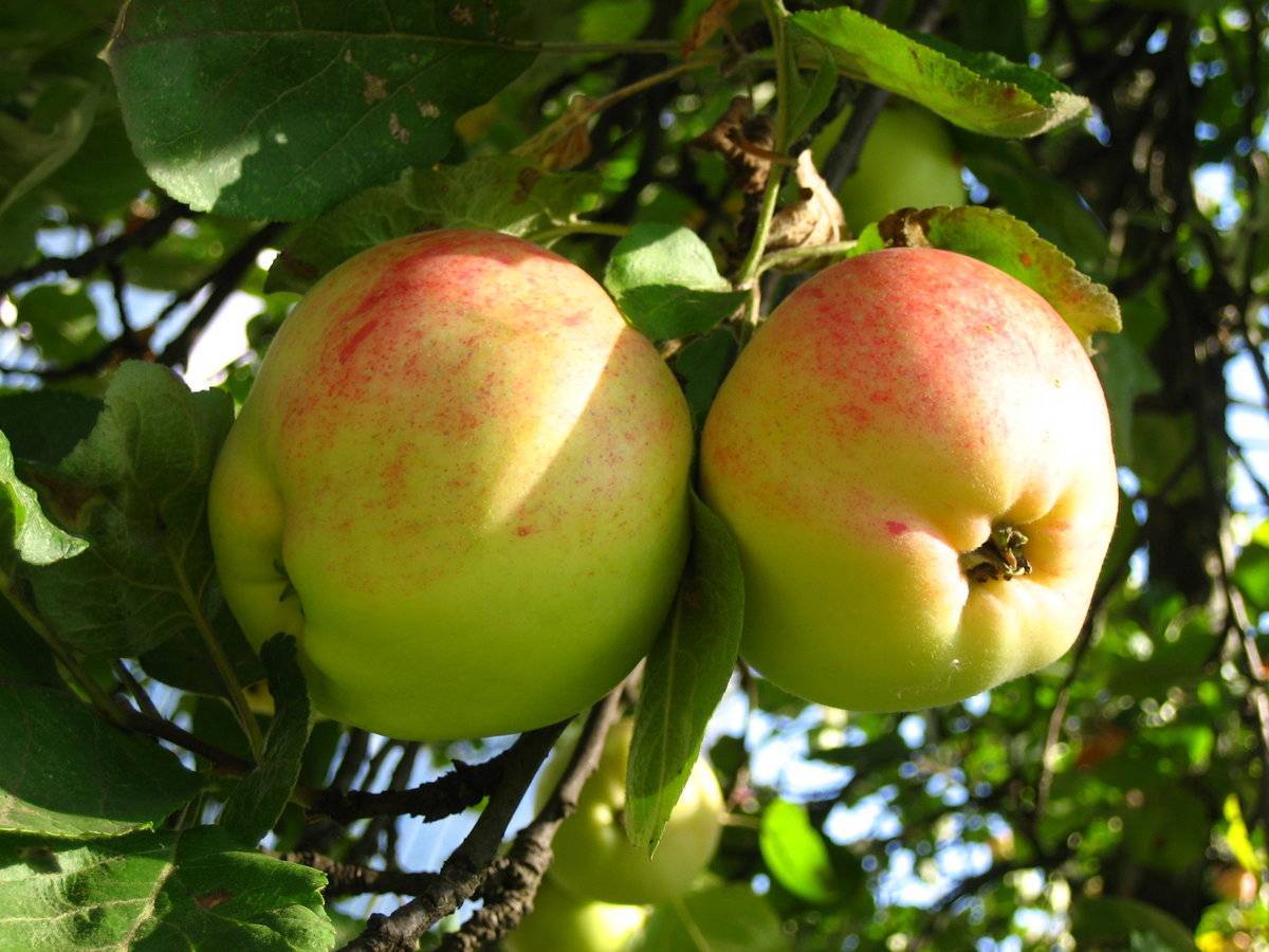 Яблоня штрейфлинг: особенности и характеристики сорта