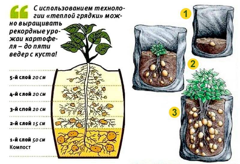 Выращивание картофеля в ящиках и коробах без дна: описание принципа, плюсы и минусы, необходимые условия, пошаговая инструкция и требуемый уход