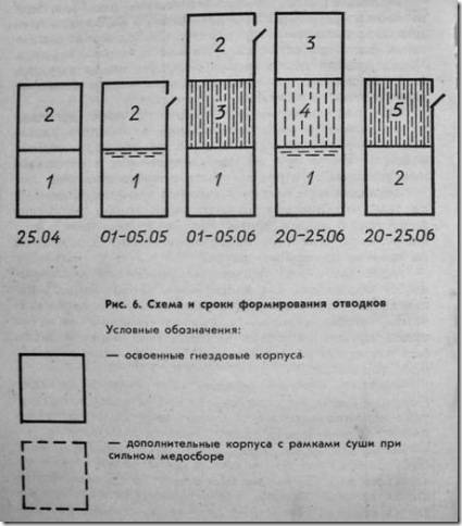 Расположение ульев на пасеке схема