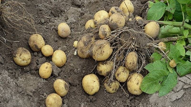 Сорт картофеля лорх: описание с фото и характеристиками внешнего вида, а также инструкция по выращиванию