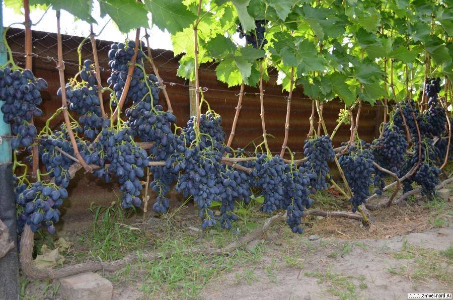 Описание сорта винограда надежда азос