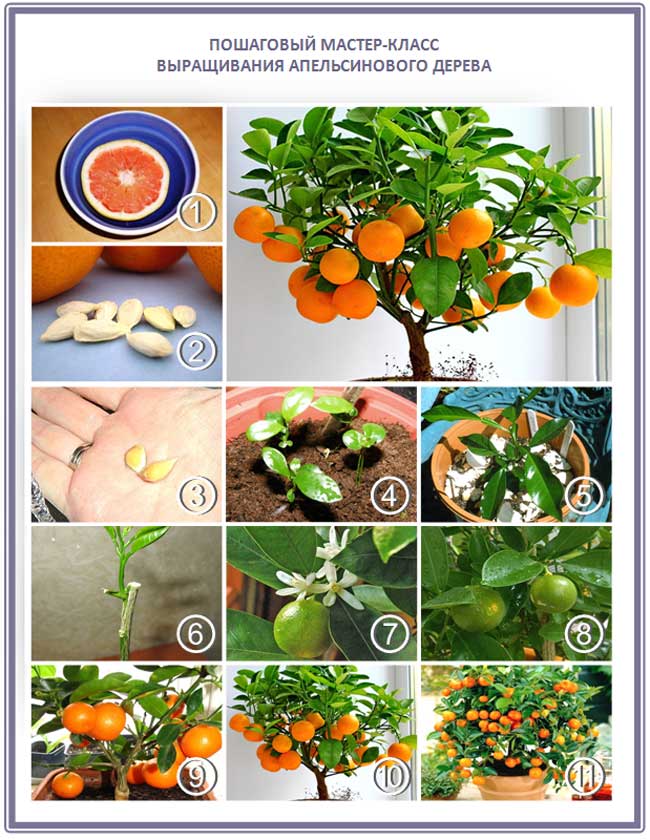 Апельсиновое дерево как вырастить из косточки в домашних условиях