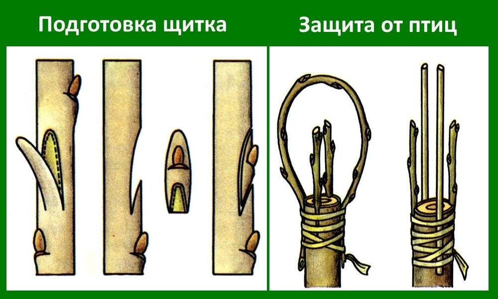 Прививка яблони в расщеп весной поэтапно с рисунком