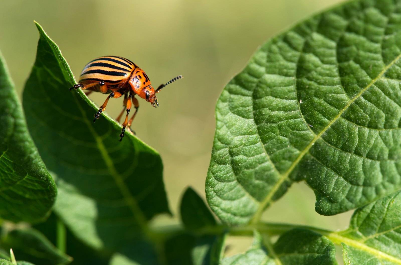 Как бороться с колорадскими жуками без пестицидов?