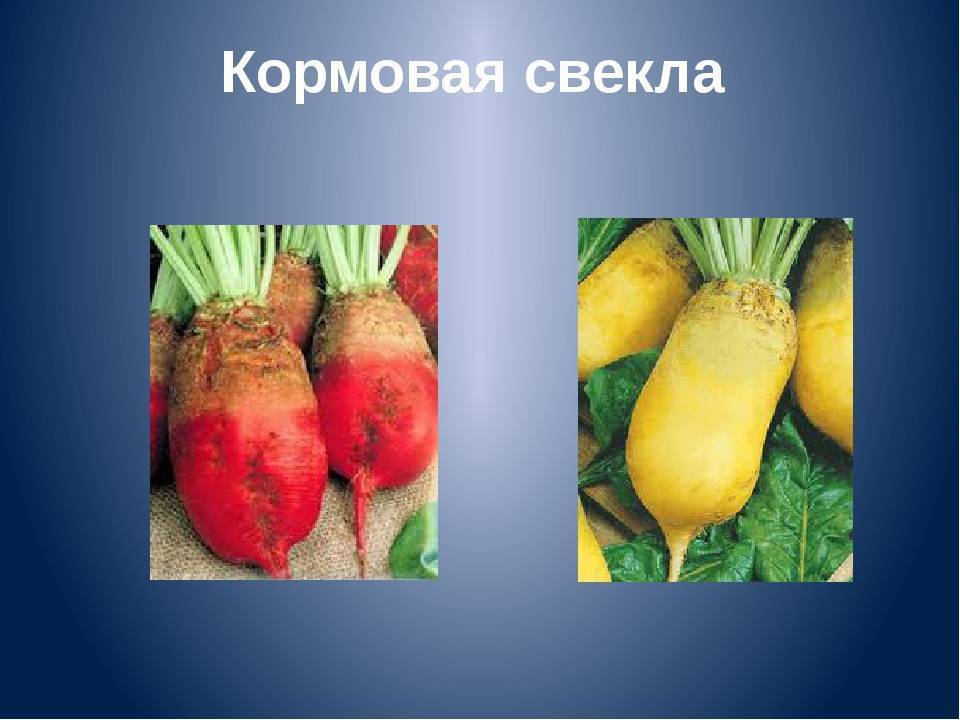 Чем отличается кормовая свекла