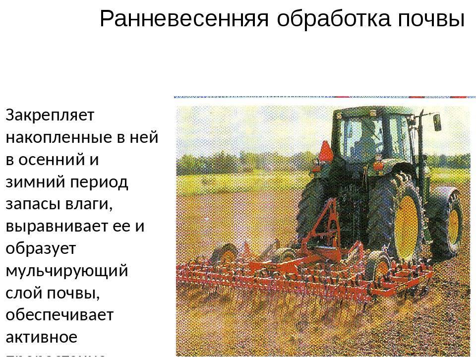 Выращивание сахарной свеклы: особенности посадки и ухода