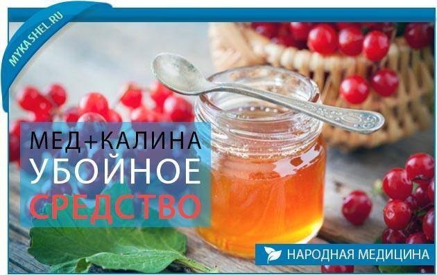 Калина с медом — полезные свойства, рецепты от давления, кашля, мастопатии – med-pochtoi.ru