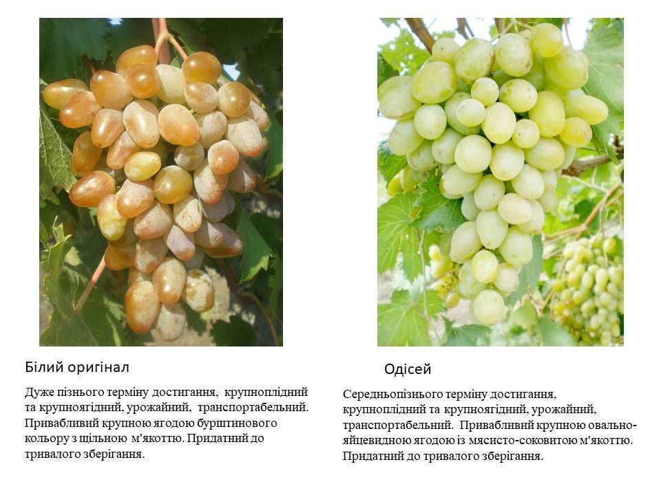 Виноград мускат летний, описание сорта и характеристики