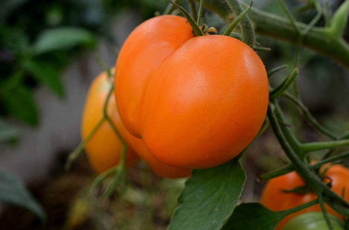 Любимец многих дачников — томат сердце ашхабада: характеристики и описание красивого сорта