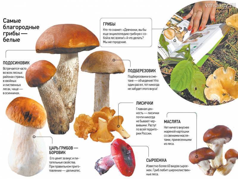 За грибами в подмосковье: куда отправляться на тихую охоту и когда пойдут грибы в 2021 году