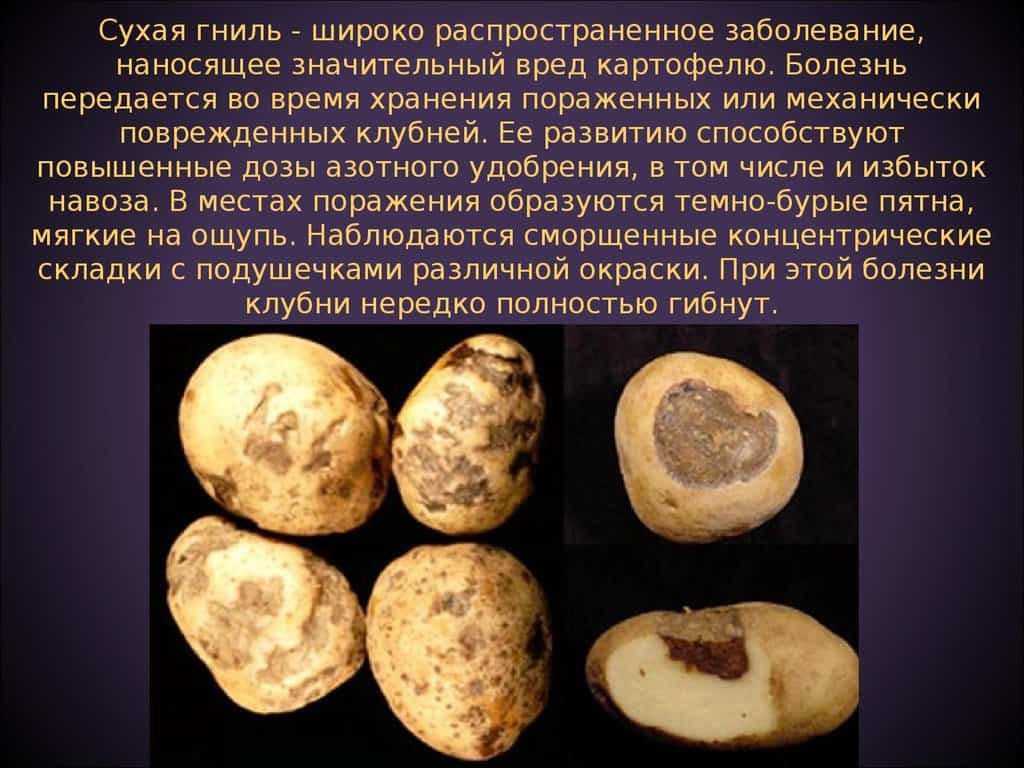 Почему гниет картошка в земле: что делать, чем обработать, как спасти, чем лечить картофель | qlumba.com