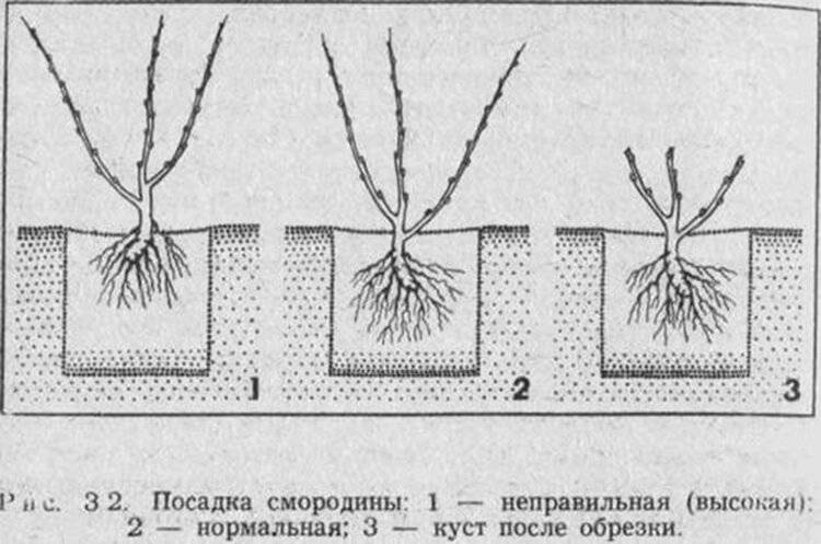 Схема посадки красной смородины