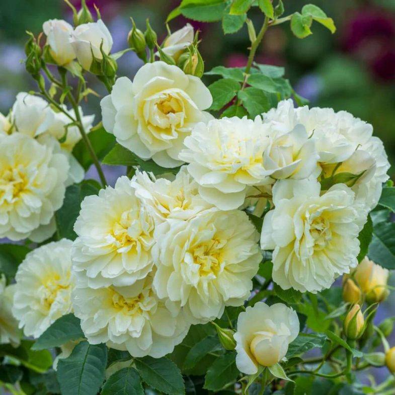 Чайно-гибридные розы: описание, посадка и уход