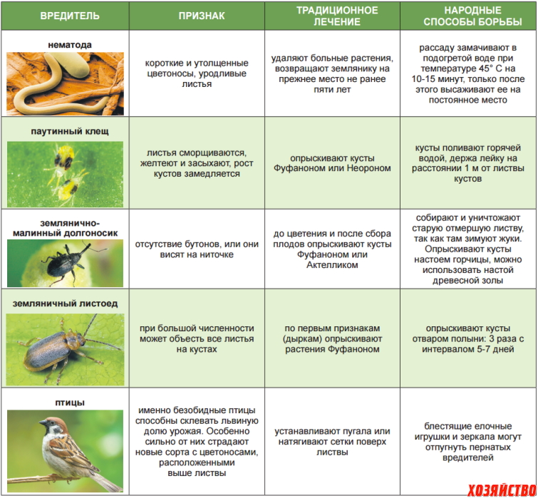 Чем обработать вишню от червей и других насекомых: химические и оранические средства, сроки обработки