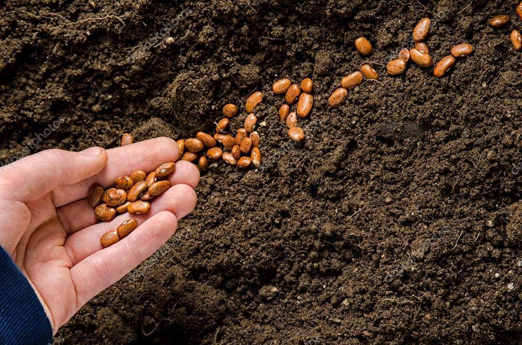 Выращивание бобов: почва, посадка, полив, особенности ухода