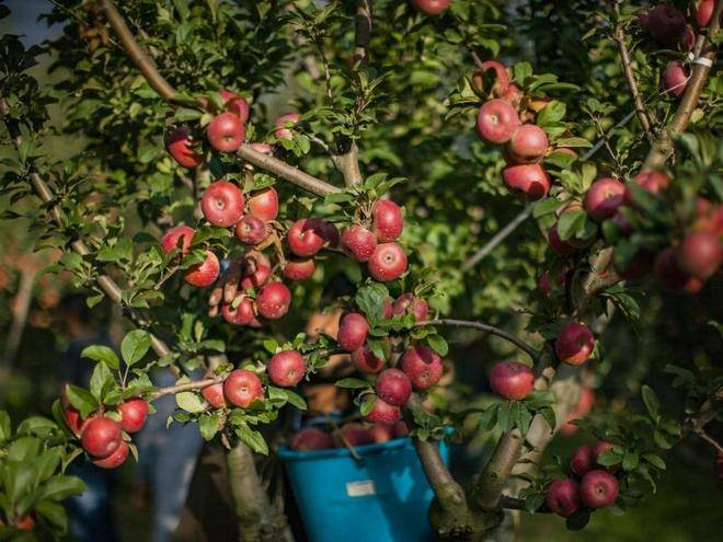 Когда начинают плодоносить яблони после посадки. на, какой год начинает плодоносить яблоня после посадки саженцев | дачная жизнь