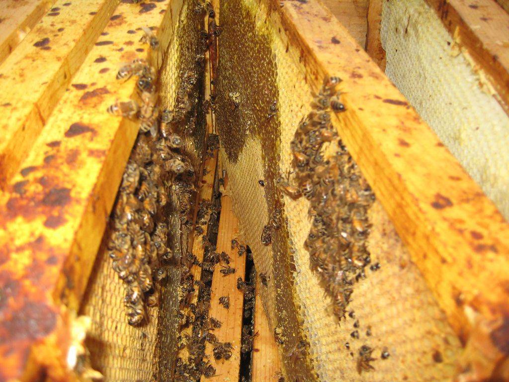 Лечение нозематоза у пчёл ноземацидом и фумагиллином