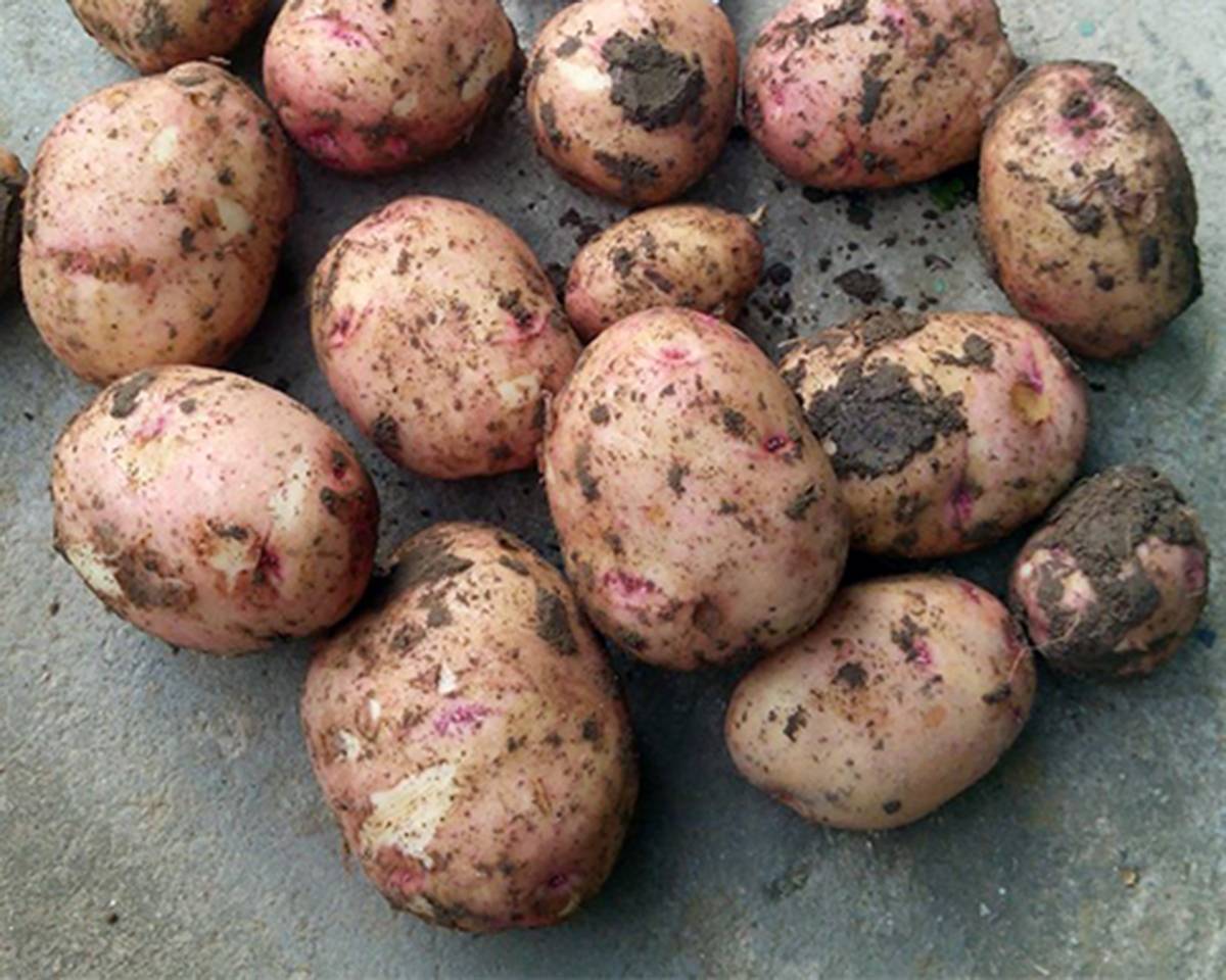 берлинка картофель фото