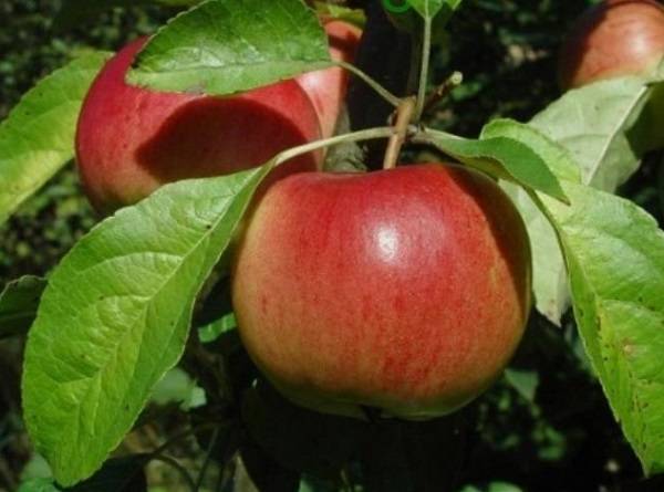 Зимние сорта яблонь для подмосковья: рассказываем про лучшие с фото и описанием