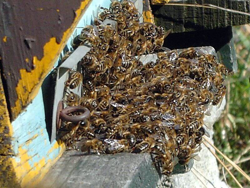 Пчелиное воровство меда и методы защиты