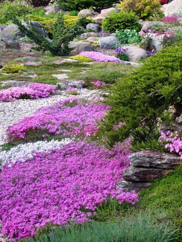 Почвопокровные растения и цветы для сада: их названия, фото и описания