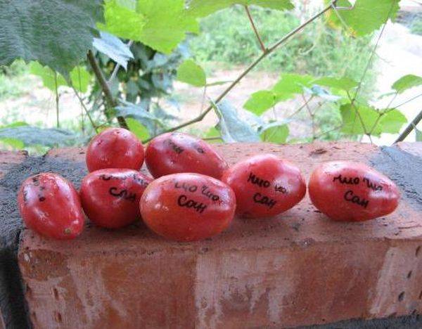 Томат «чиочио сан» – могут ли помидоры плодоносить круглый год?