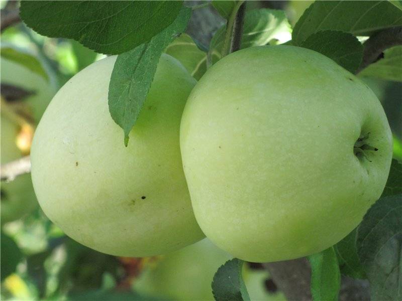 Новейший сорт яблони татьяна