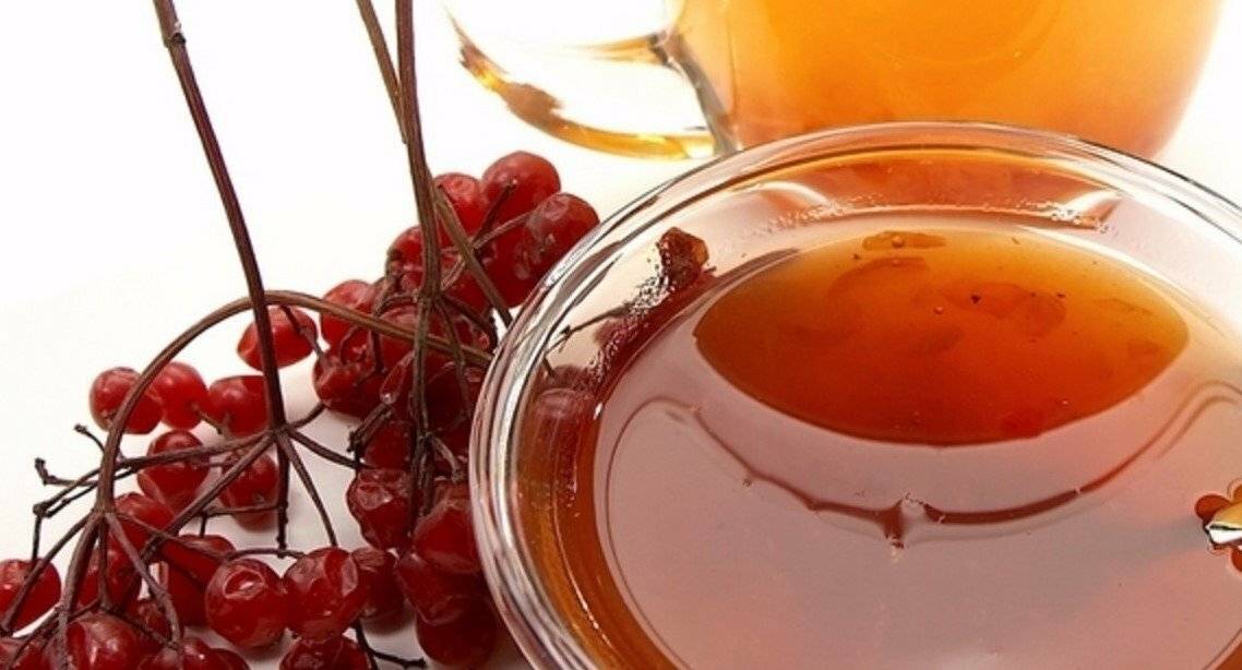 Калина с мёдом: полезные свойства и противопоказания, рецепты приготовления, применение для лечения кашля и других заболеваний