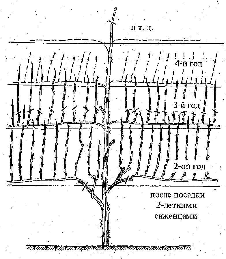 Схема посадки винограда весной саженцами в открытый грунт в средней полосе россии