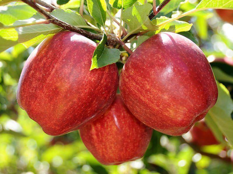 Яблоня «гала»: описание сорта, опылители, фото