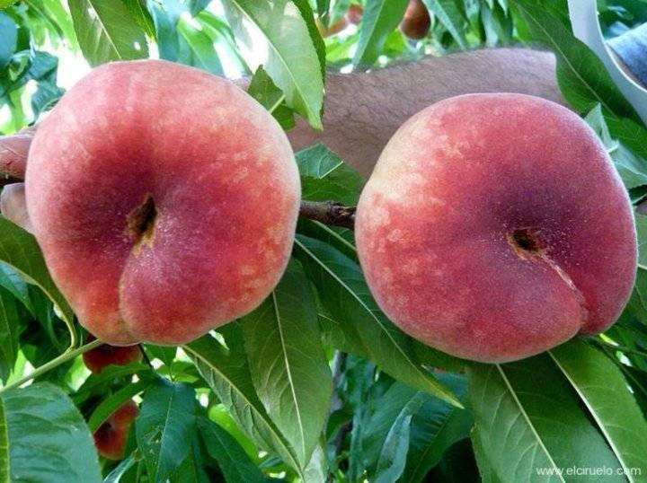 Инжирный персик — выращивание, польза и вред для организма
