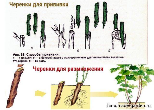 Размножение растений черенками