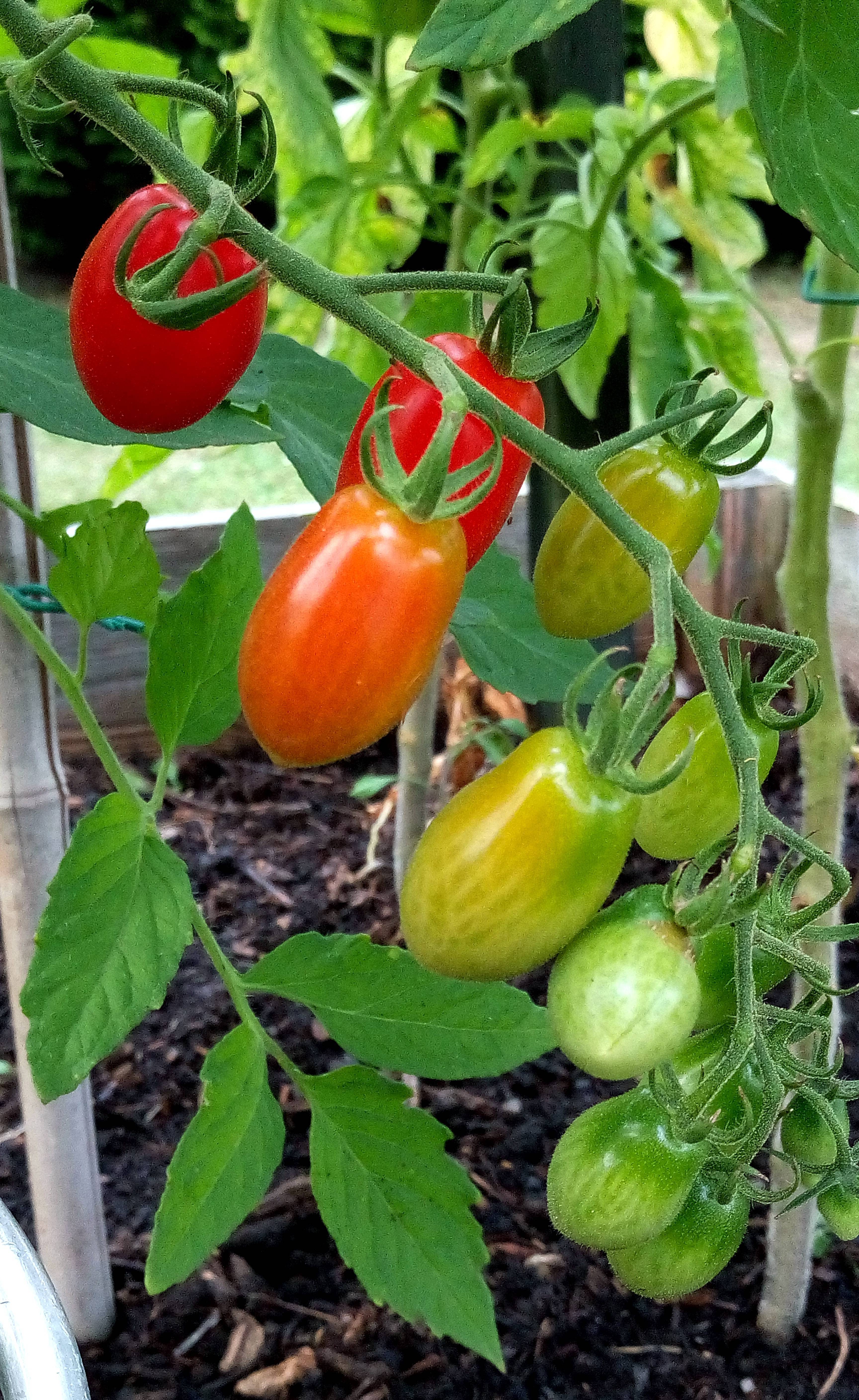 Выращивание помидоров по принципу увеличения урожая: томатные правила 2021 — agroxxi