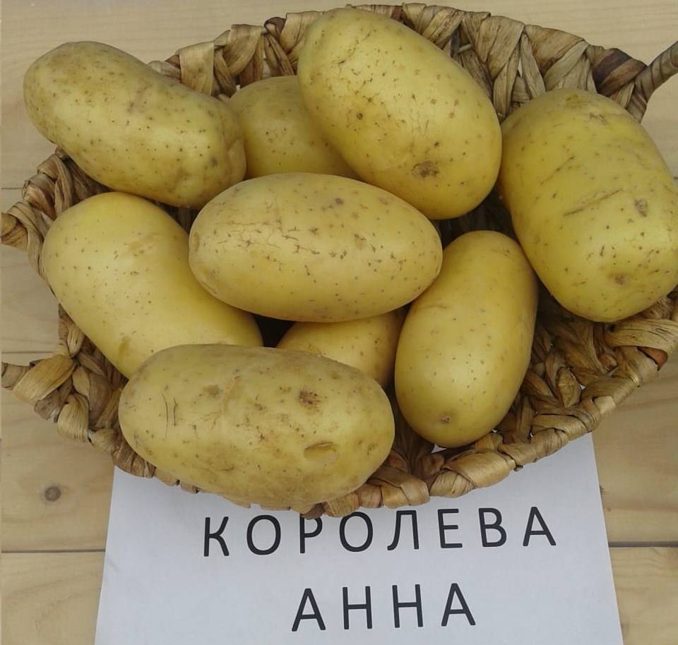 Королева анна картофель – описание сорта
