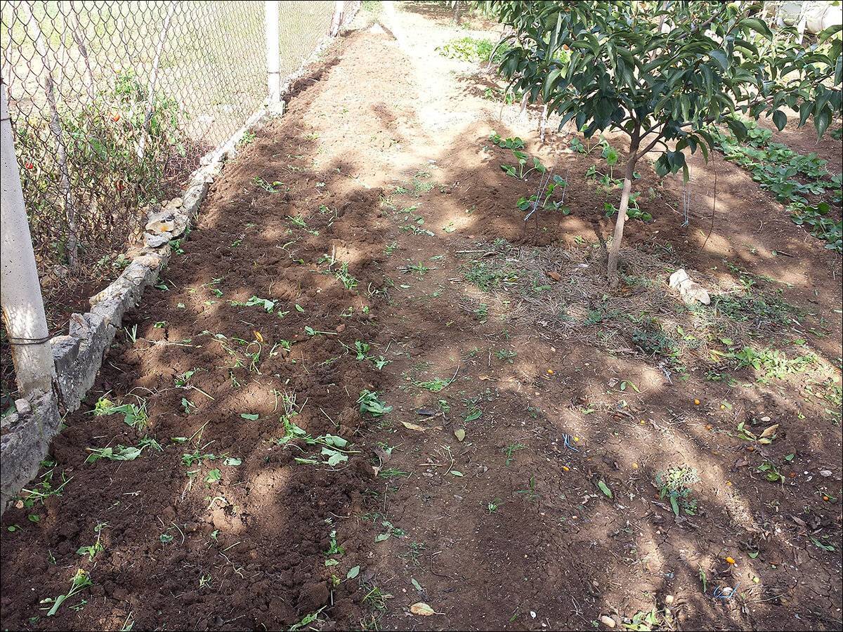✅ лучшие сидераты для огорода: когда сеять и закапывать в почву весной и осенью
