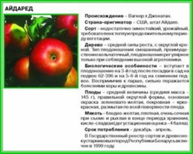 Описание и характеристики сорта яблонь алеся, посадка, выращивание и уход