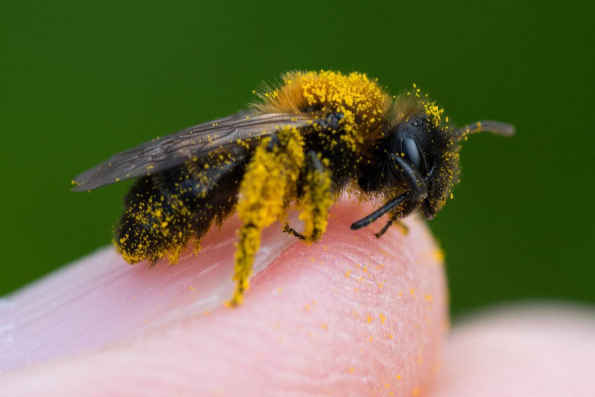 Интересные факты о пчелах. отношение к ним и чем выделяются