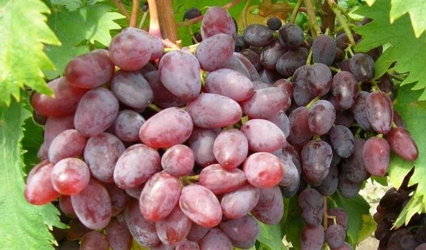 Виноград сорта мускат: характеристика на примере белого и иных видов, их описание и полезные свойства
