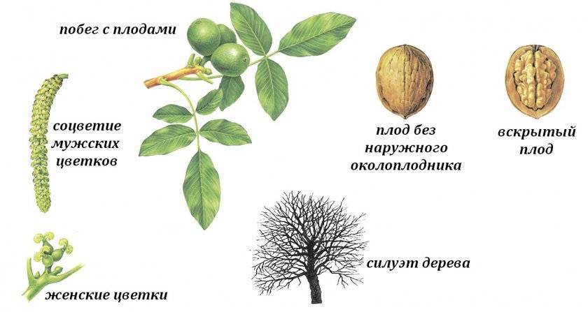 Схема посадки грецкого ореха сорта идеал