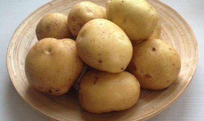 Картофель каратоп: полное описание сорта, выращивание, фото