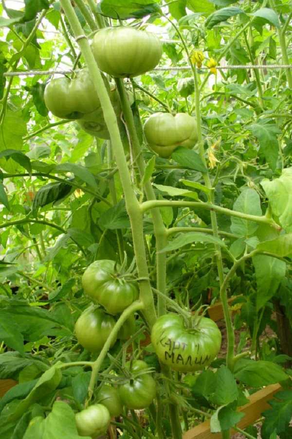 Томат картофельный малиновый: отзывы об урожайности помидоров, фото семян сибирский сад, характеристика и описание сорта