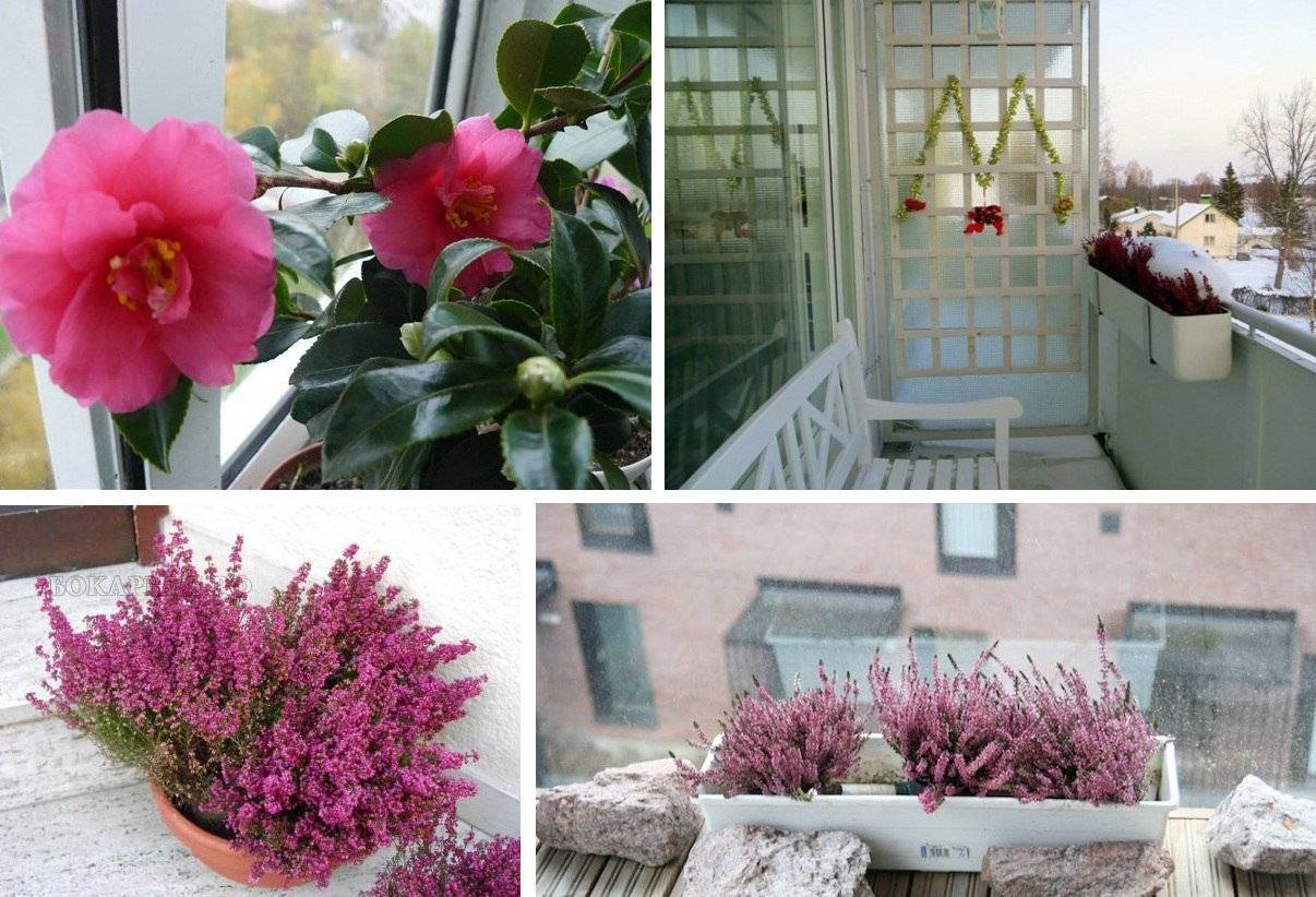 Цветы для балкона или лоджии