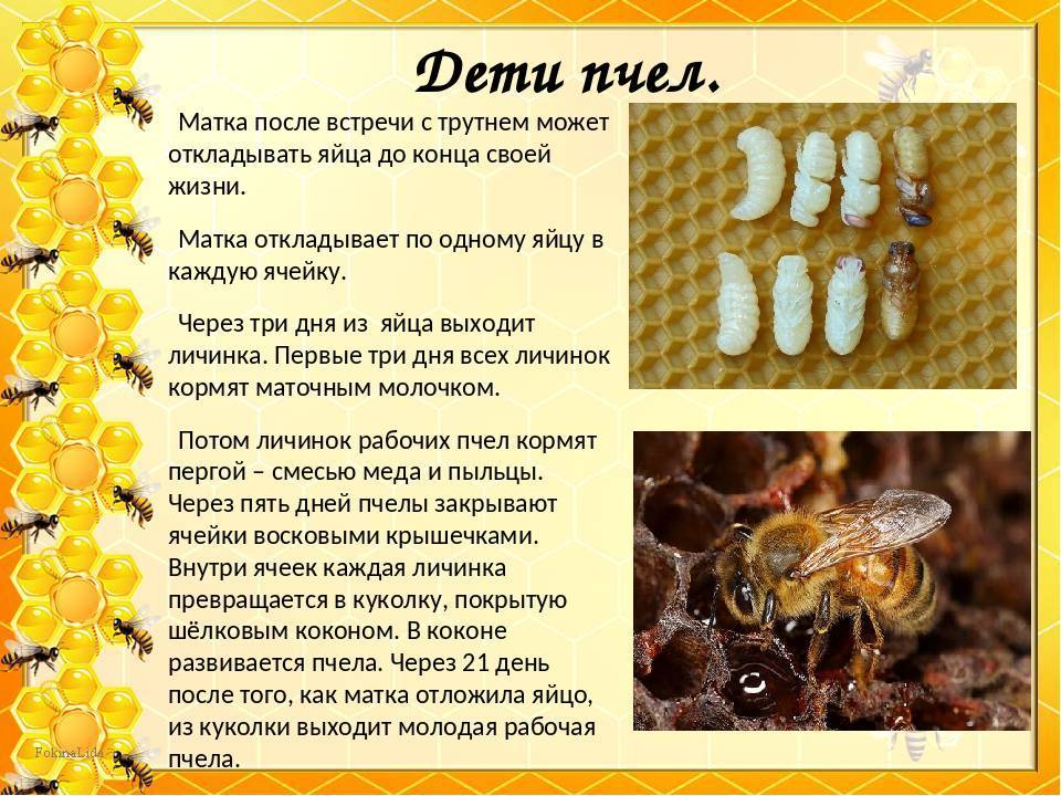 Сколько живет пчела рабочая, продолжительность жизни матки, срок жизни трутня
